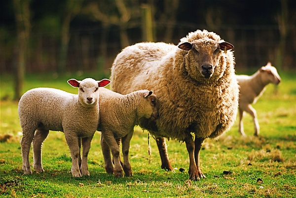 Les moutons.jpg - .